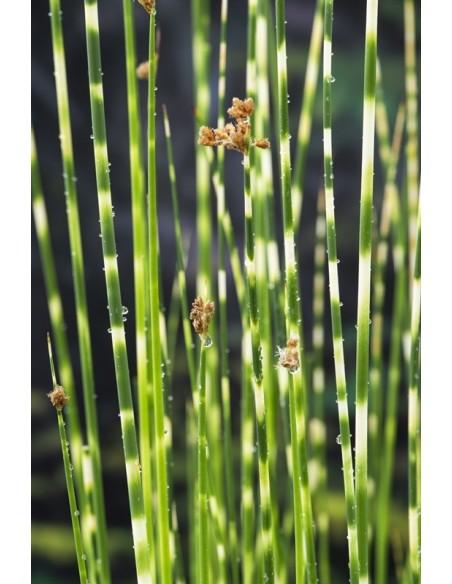 Scirpus tabermont 'Zebrinus'  - 1