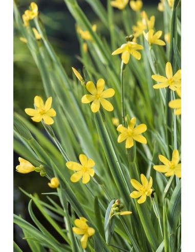 Sisyrinchium californicum  - 1