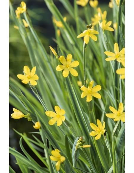 Sisyrinchium californicum  - 1