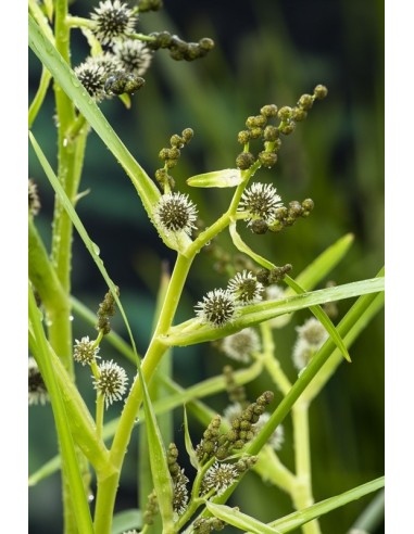 Sparganium erectum  - 1