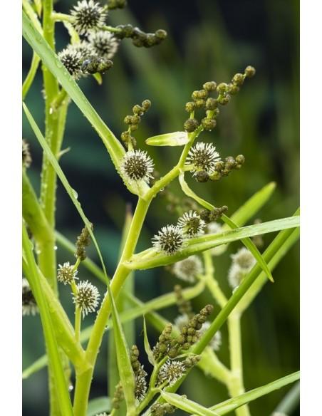 Sparganium erectum  - 1