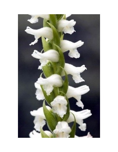 Spiranthes cernua Chadd's Ford  - 1