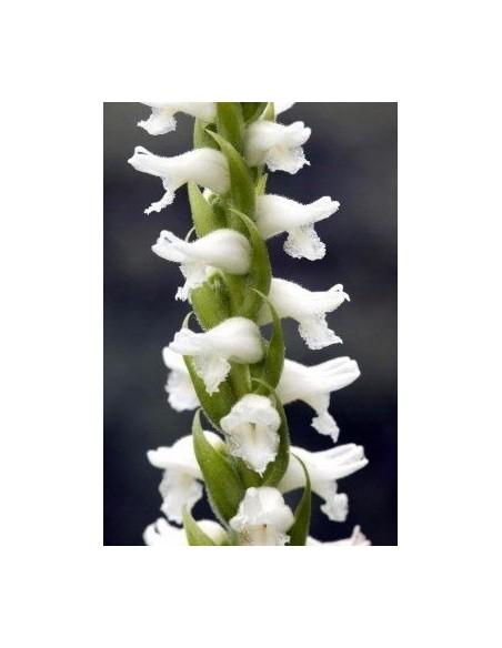 Spiranthes cernua Chadd's Ford  - 1