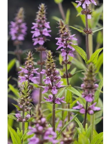 Stachys palustris  - 1