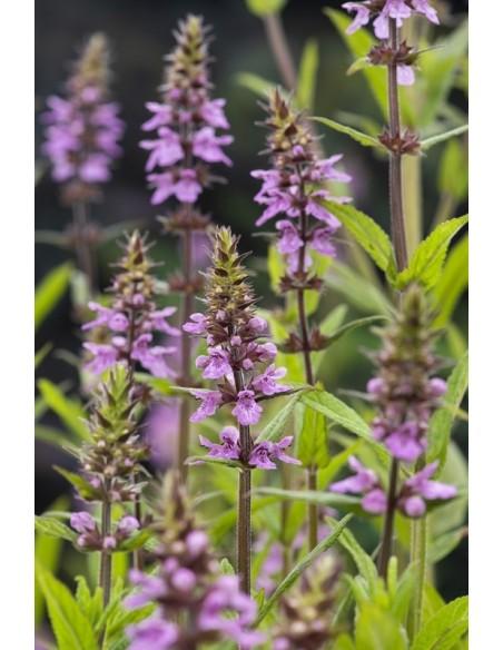 Stachys palustris  - 1