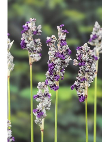 Thalia dealbata  - 1