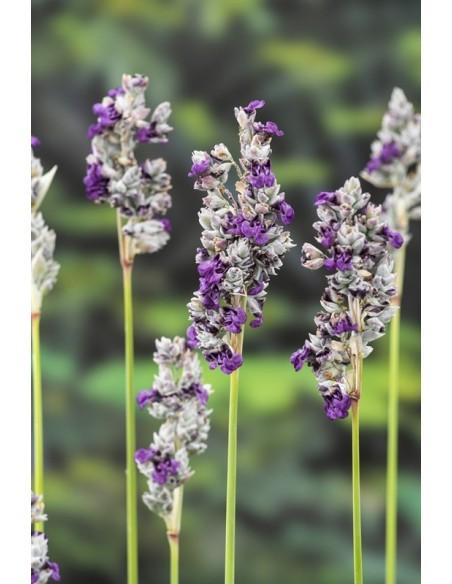 Thalia dealbata  - 1