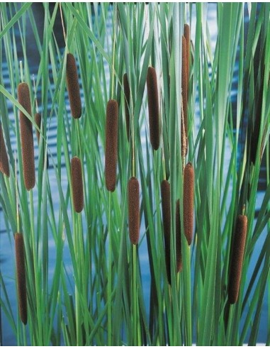 Typha laxmannii  - 1