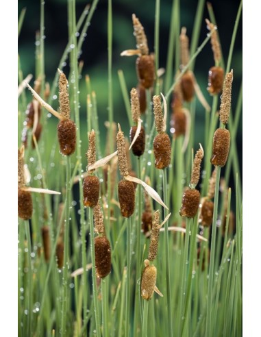 Typha minima  - 1