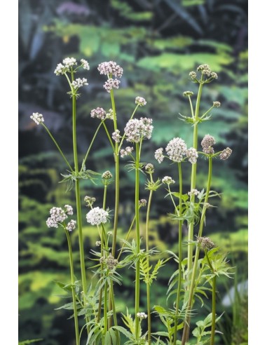Valeriana officinalis  - 1