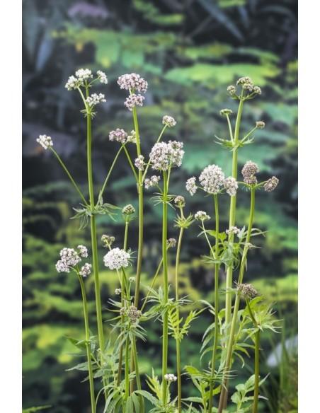 Valeriana officinalis  - 1