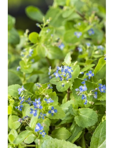 Veronica beccabunga  - 1