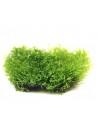 Riccardia Chamedryfolia - Coral Moss 80cc Dennerle - 1
