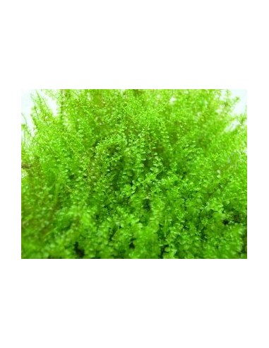 Plagiomnium cf. Affine - "Pearl Moss" 80cc Dennerle - 1