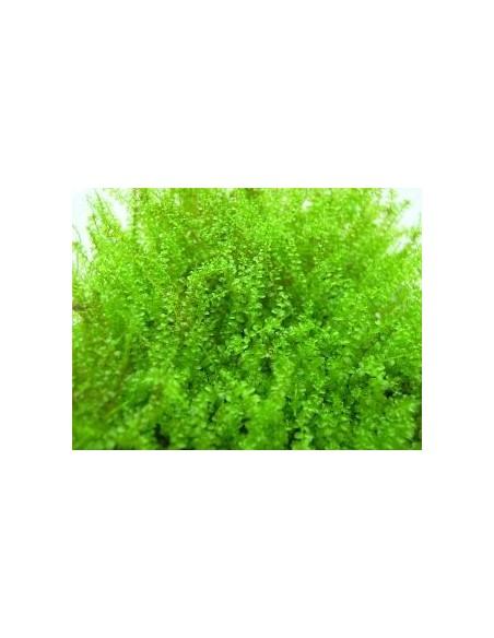 Plagiomnium cf. Affine - "Pearl Moss" 80cc Dennerle - 1