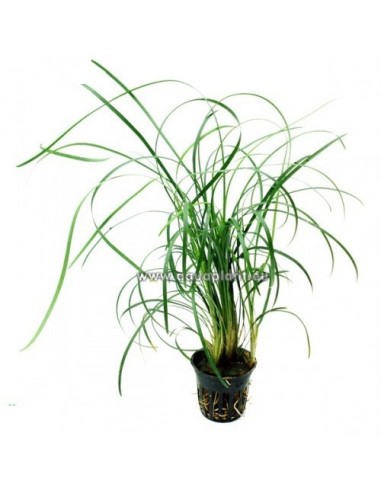 Ophiopogon japonica  - 1