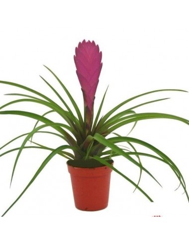 Bromelia  - 1
