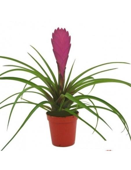Bromelia  - 1