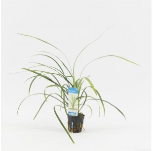 Ophiopogon jaburan  - 1