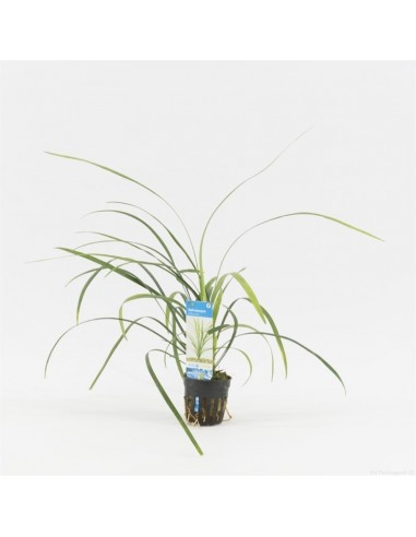 Ophiopogon jaburan  - 1