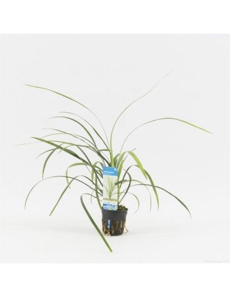 Ophiopogon jaburan  - 1