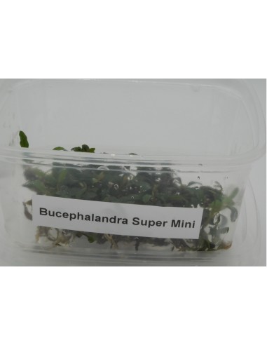 Bucephalandra Super Mini  - 1