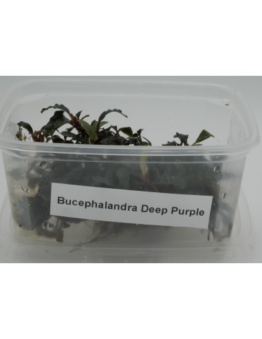 Bucephalandra Deep Purple  - 1