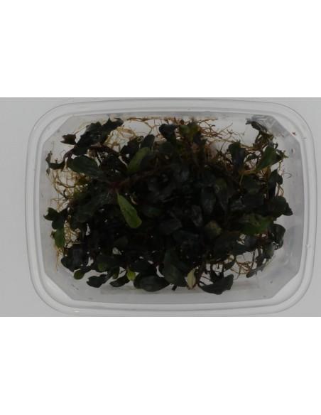 Bucephalandra Deep Purple  - 2