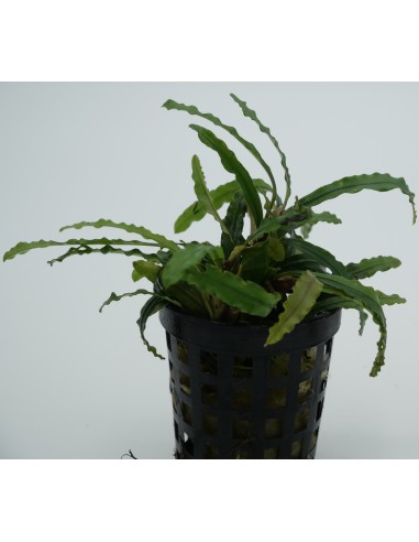 Bucephalandra Biblis  - 1
