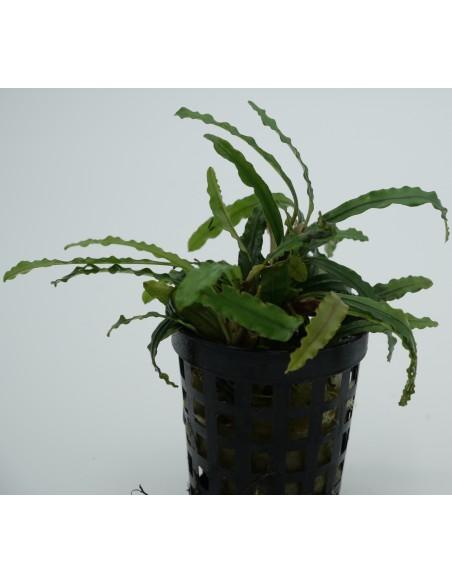Bucephalandra Biblis  - 1