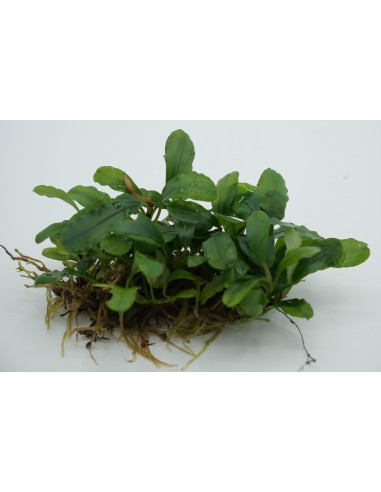 Bucephalandra Light Green  - 1