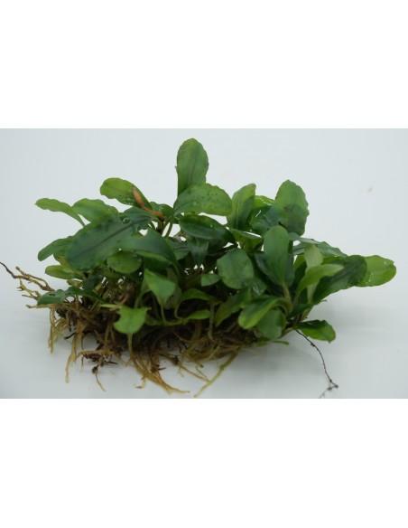 Bucephalandra Light Green  - 1