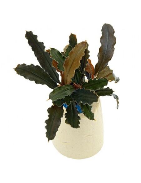 Bucephalandra alamanda vi blue  - 1