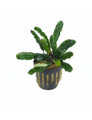 Bucephalandra antyovani  - 1