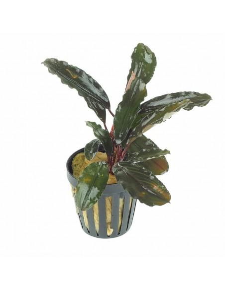 Bucephalandra brown ghost  - 1