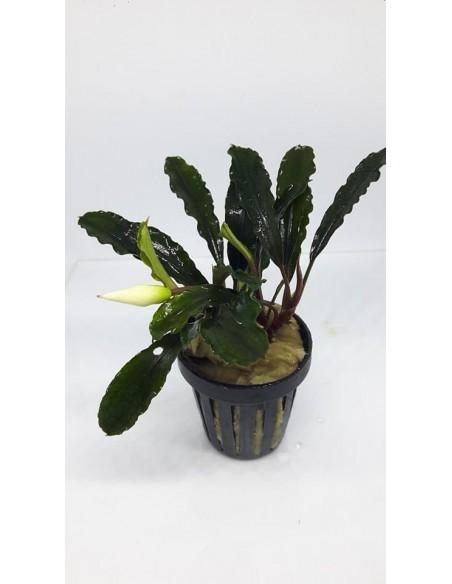 Bucephalandra Melawi Fine Edge  - 1