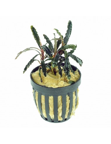Bucephalandra Velvet lead Entihong  - 1