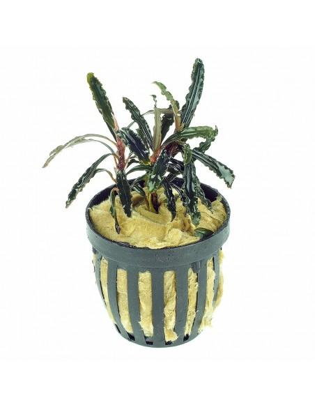 Bucephalandra Velvet lead Entihong  - 1