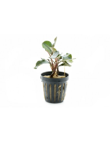 Bucephalandra dark blue  - 1