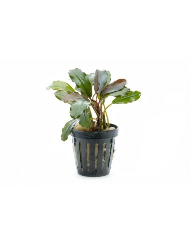 Bucephalandra giant catherine  - 1