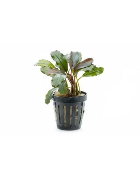 Bucephalandra giant catherine  - 1