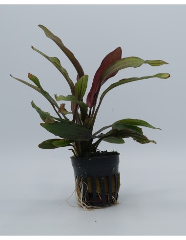 Echinodorus 'miracle'  - 1