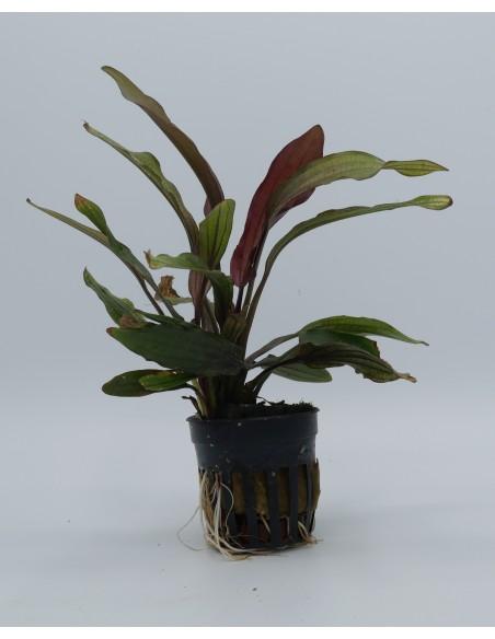 Echinodorus 'miracle'  - 1