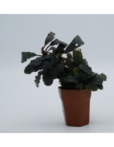 Bucephalandra Kedagang  - 1