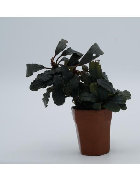 Bucephalandra Kedagang  - 1
