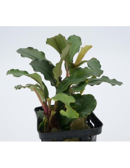 Bucephalandra Wavy Leaf  - 1