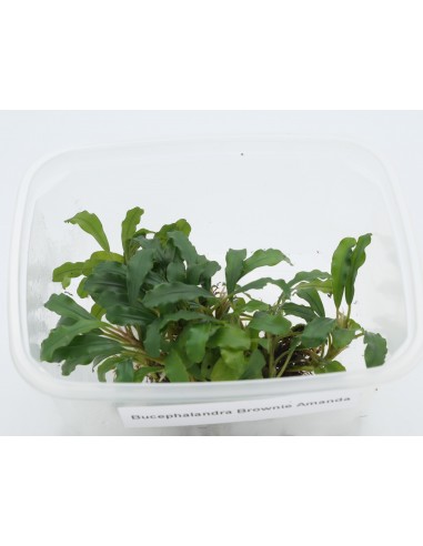 Bucephalandra Brownie Amanda  - 1
