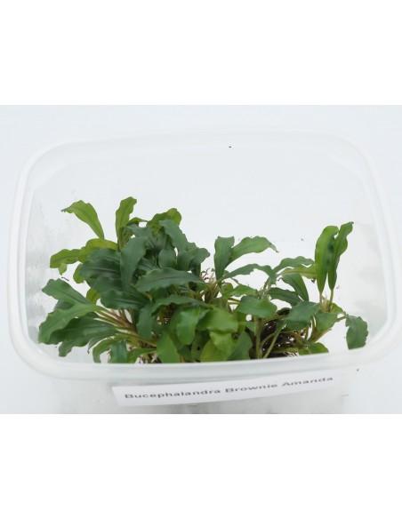 Bucephalandra Brownie Amanda  - 1
