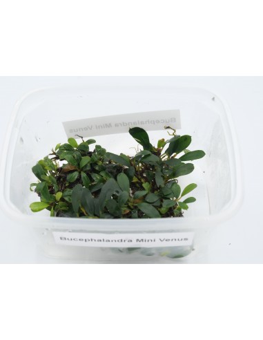 Bucephalandra Mini Venus  - 1