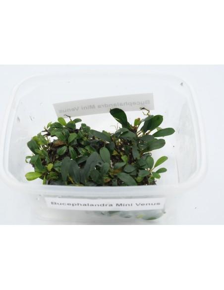 Bucephalandra Mini Venus  - 1